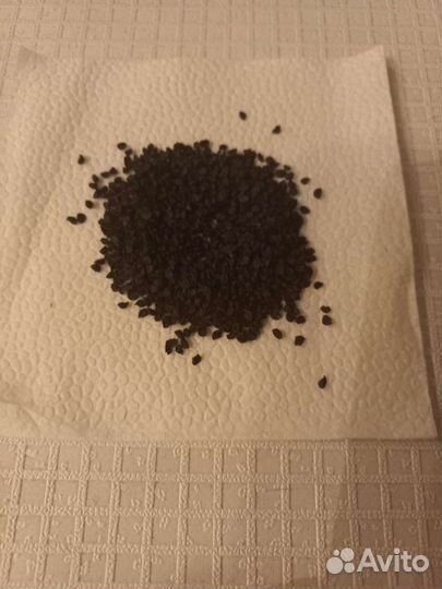 Семена лука чернушка Штудгартер