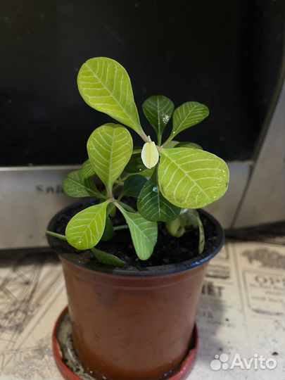 Комнатные цветы