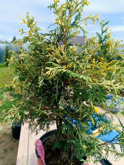 Туя западная вариегатаthuja occ. Variegata