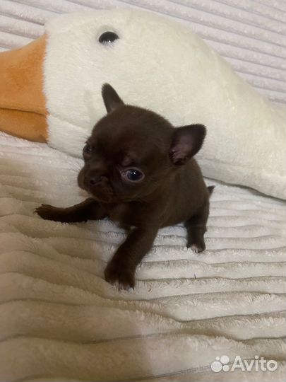 Щеночек чихуахуа мальчик