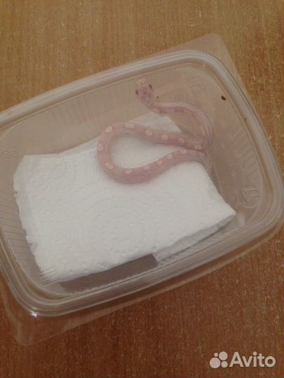 Передержка рептилий