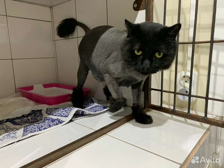 Кот 6 лет кастрирован пушистый