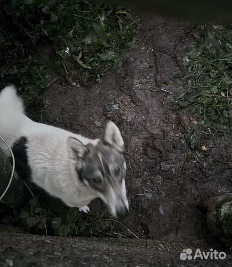 Отдадим в хорошие руки лайку