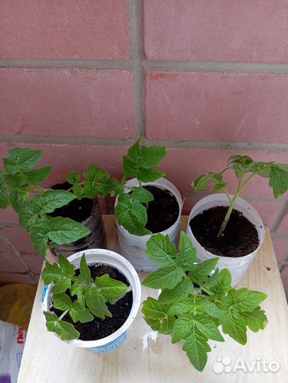 Рассада помидор