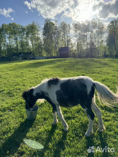 Шетлендский пони