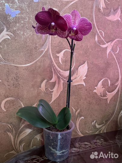 Продам орхидею