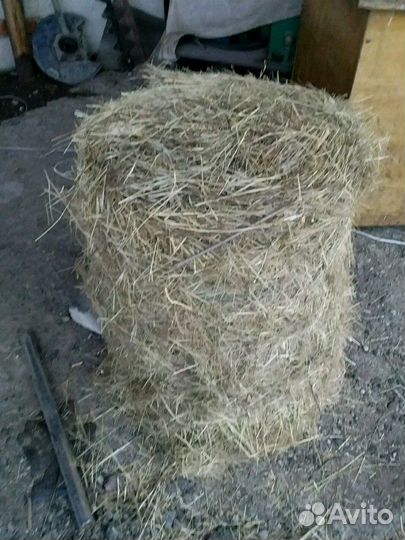 Продам Сено