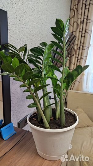 Замиокулькас