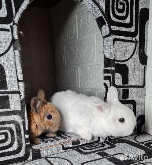 Крольчата карликовый рекс