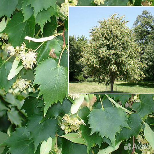 Липа мелколистная 4 г