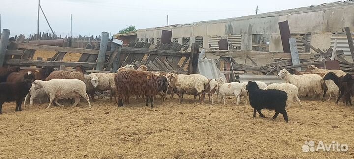 Овцы бараны ягнята оптом