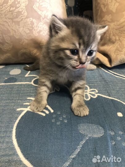 Малыши Бриташки