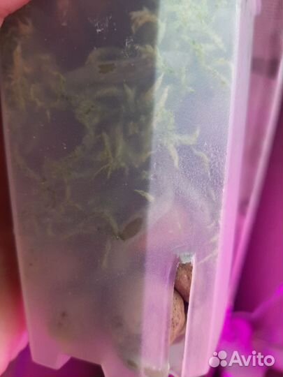 Орхидея фаленопсис бабочка