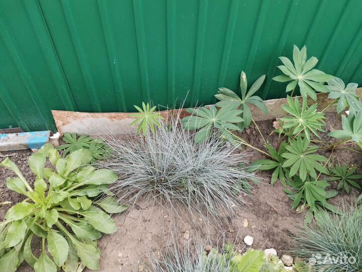 Овсяница сизая