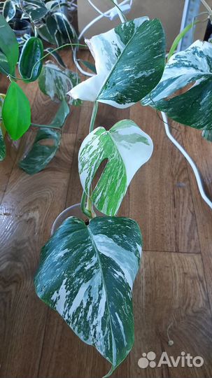 Монстера вариегатная