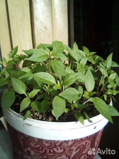 Перец очень жгучий итальянский подходит для засолк