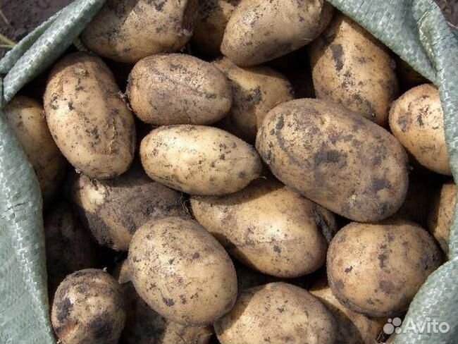 Отборный картофель