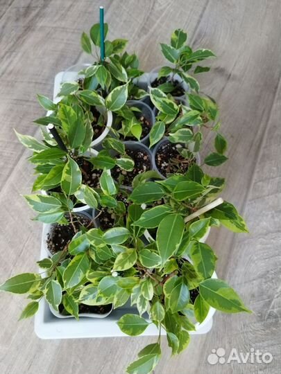 Фикусы разные сорта