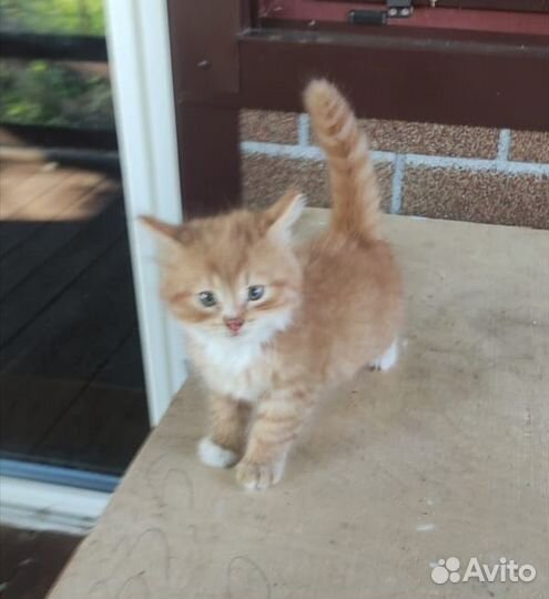 Котята в добрые руки бесплатно