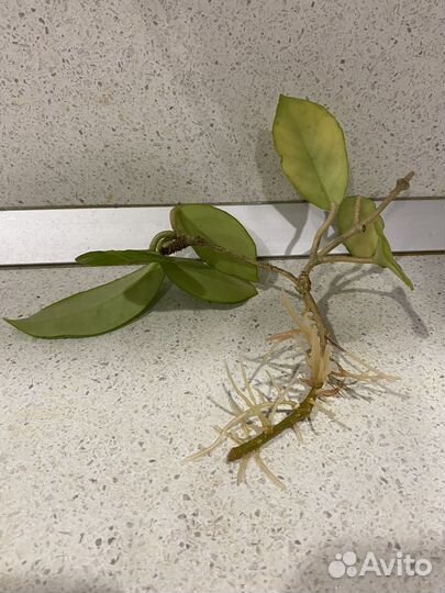 Хойя мясистая