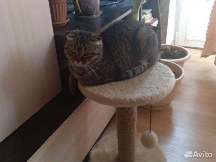 Кошка