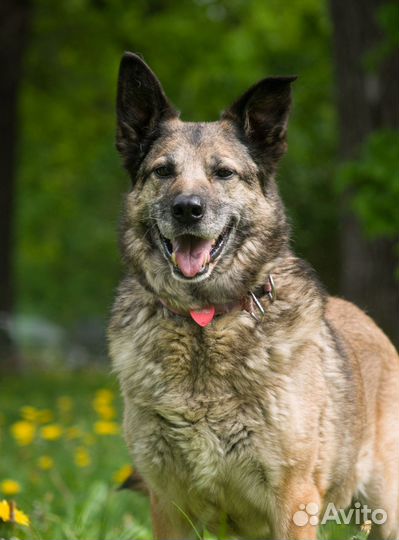 Чудесная Ева ищет дом