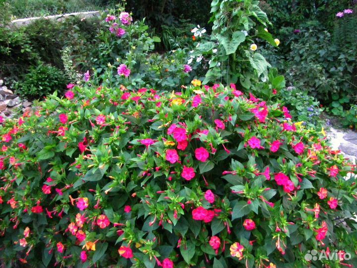 Мирабилис Ялапа, декоративные цветы, семена