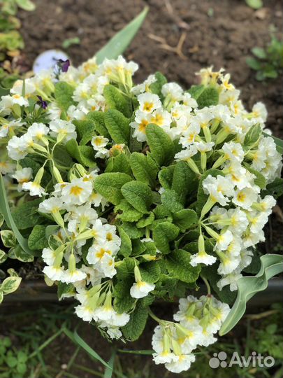 Первоцветы