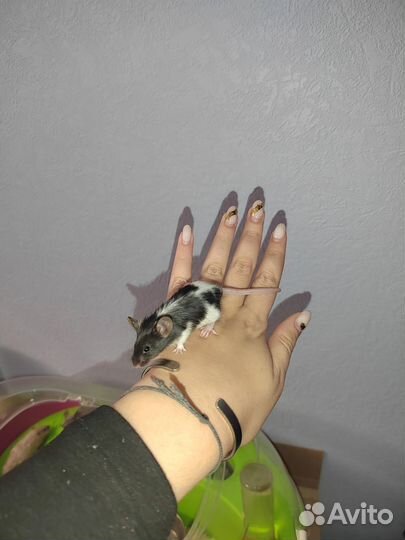 Малыши мышки