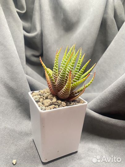 Хавортии и гастерии