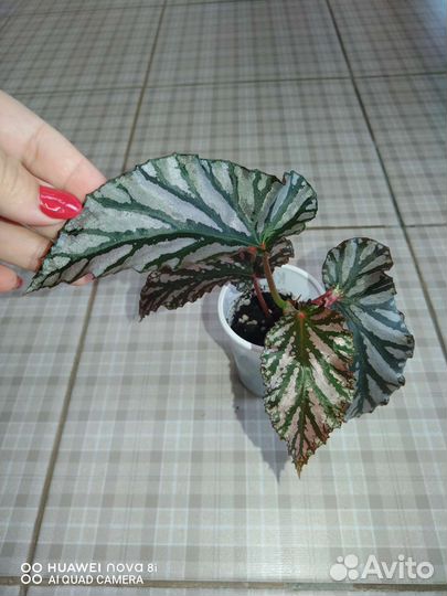 Бегония Кейн часть 2