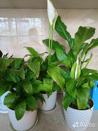 Спатифиллум