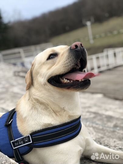 Кобель лабрадора вязка