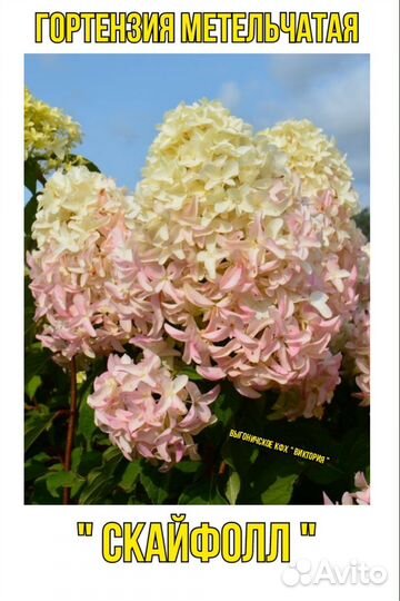 Гортензия метельчатая