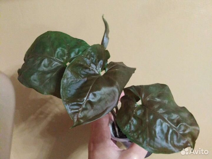 Сингониумы сортовые.Хлорофитум Кудрявый