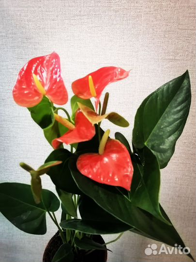 Антуриум алоха оранж