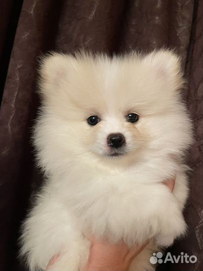 Щенки шпица