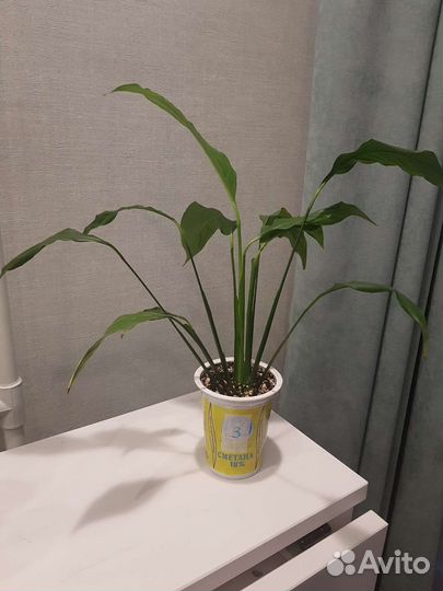 Спатифиллум