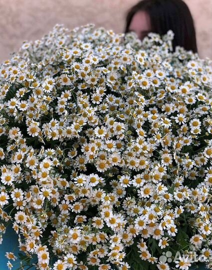 Ромашки букет