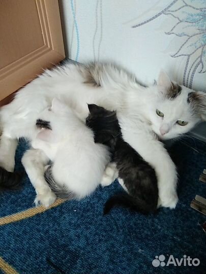 Отдадим котят в добрые руки, мальчик и девочка