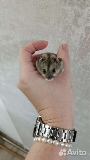 Клетка для хомяка