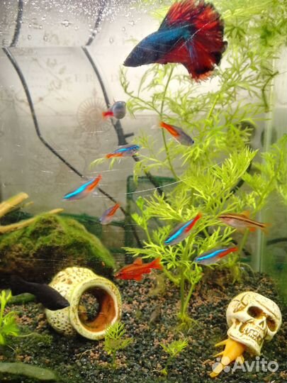 Аквариумные рыбки