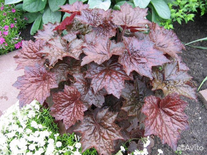 Гейхера пурпурная Высота от 25см