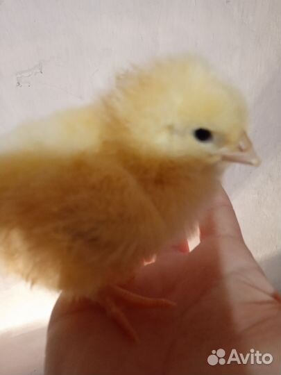 Цыплята разных породистых кур