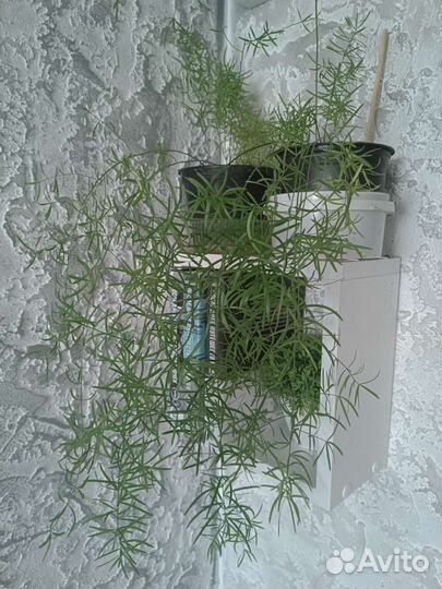 Аспарагус Спренгери