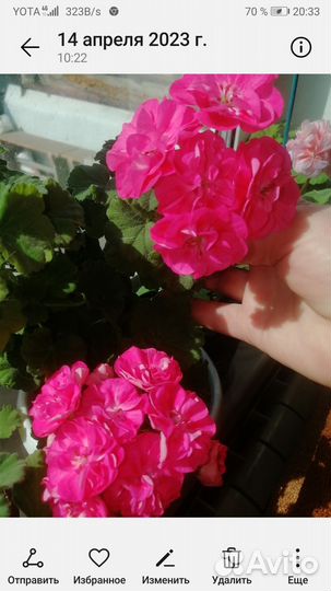 Пеларгония герань сортовая