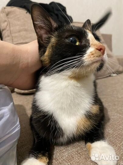 Кошка Ксюша