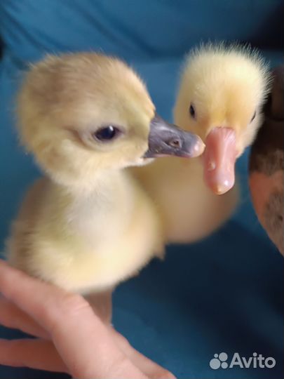 Два весёлых гуся, яйцо