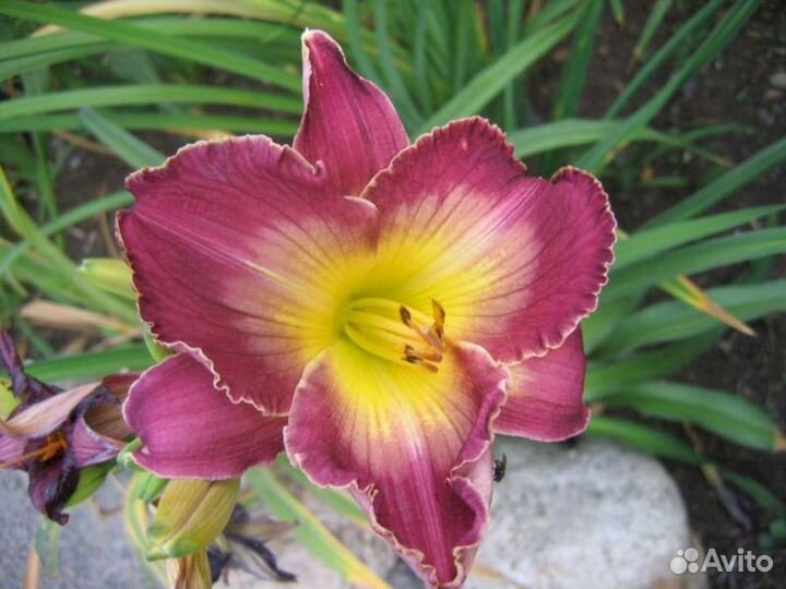 Лилейники Мэджести Визард (низкий)