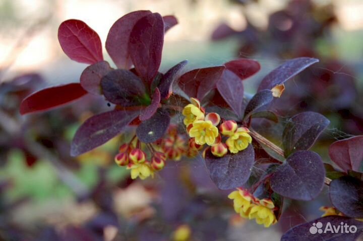 Барбарис Оттавский Суперба